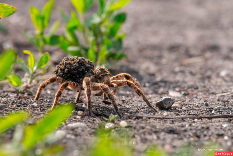 Охотник полосатый паук