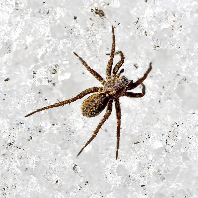 Пустынный паук волк