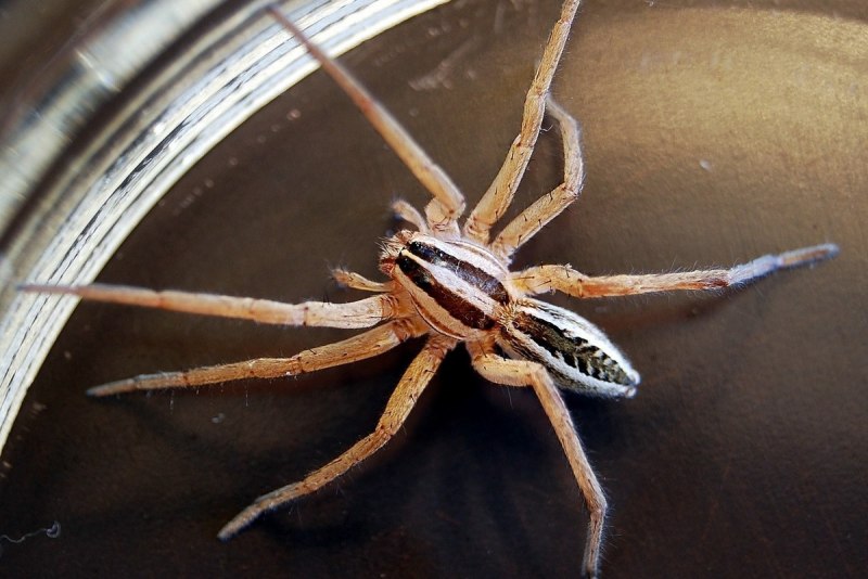 Паутина паука Серебрянки