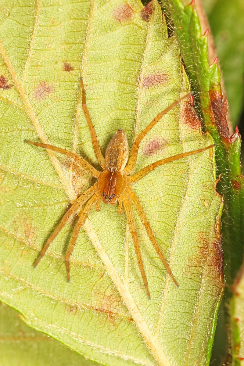 Южнорусский Тарантул