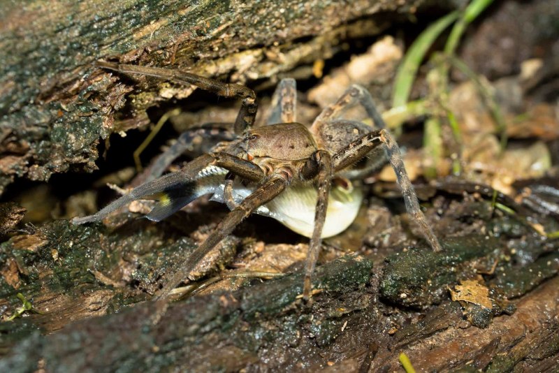 Хантсман паук Австралия