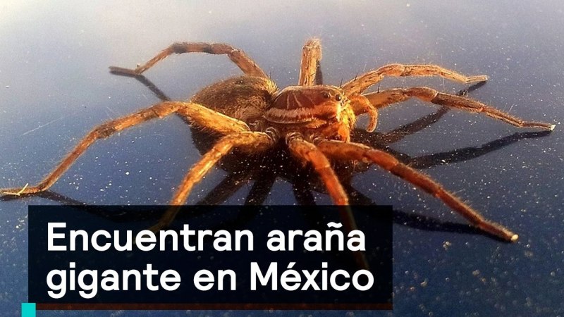 Даурский паук волк