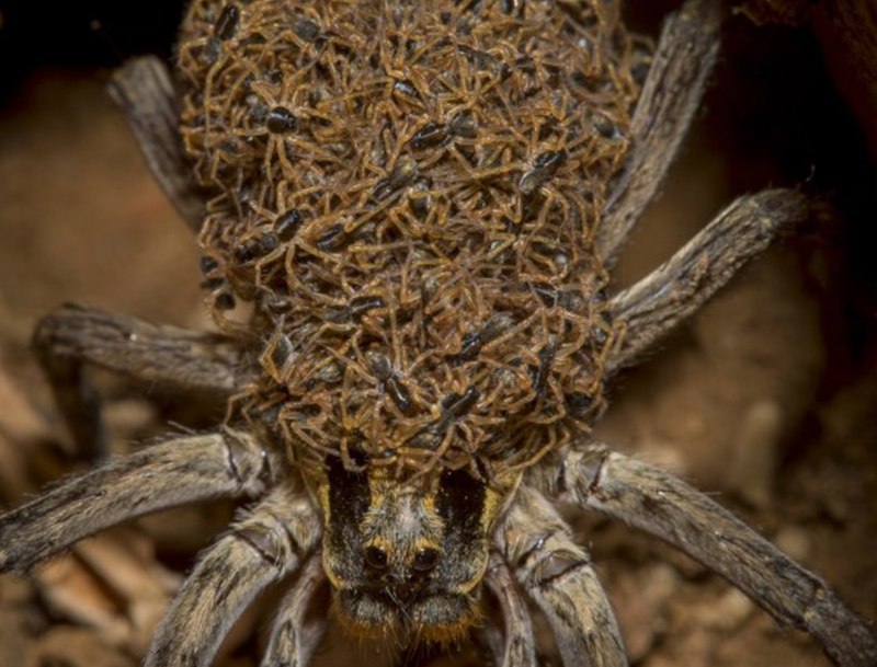 Dolomedes Minor паук