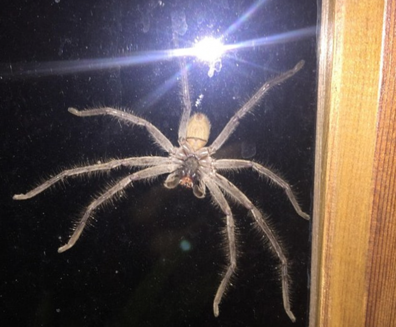 Глаза беспозвоночных