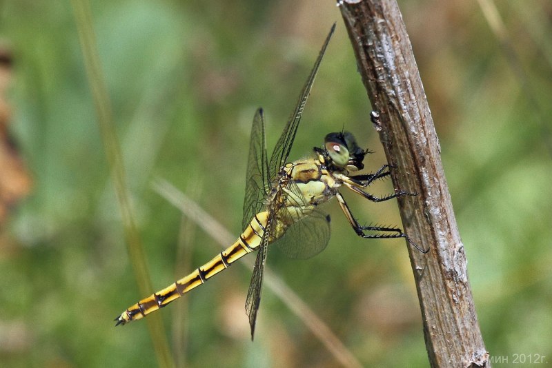 Стрекоза Ортетрум