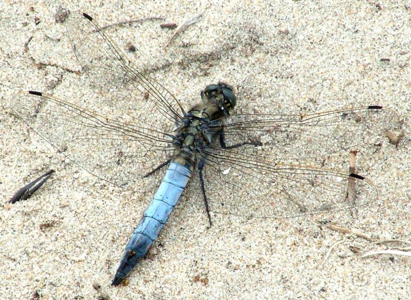 Прямобрюх решетчатый