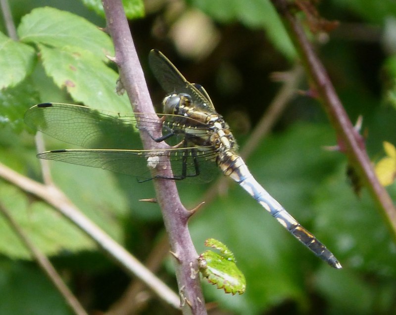 Стрекозы Epiophlebia Diana