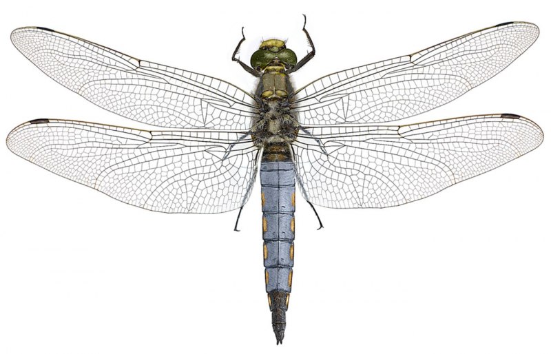 Orthetrum cancellatum