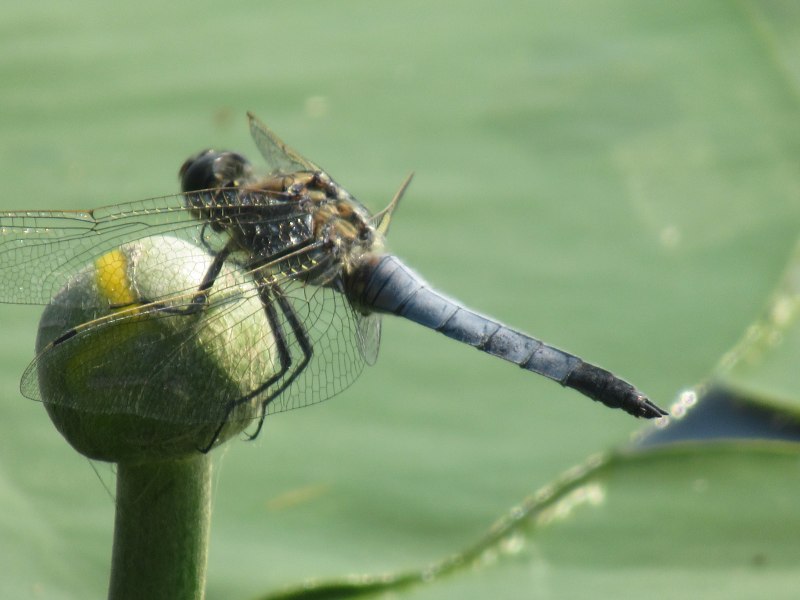 Стрекоза голубая (Orthetrum cancellatum