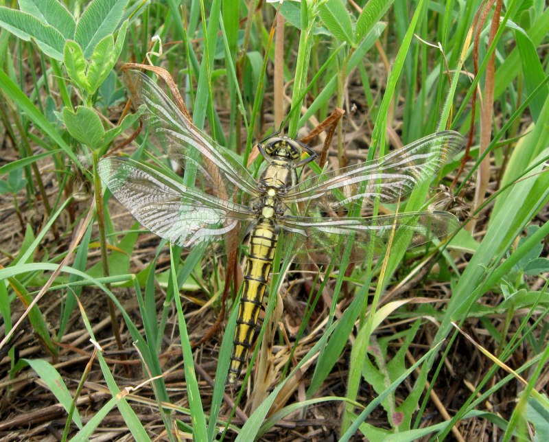 Стрекоза решетчатая Курганская область
