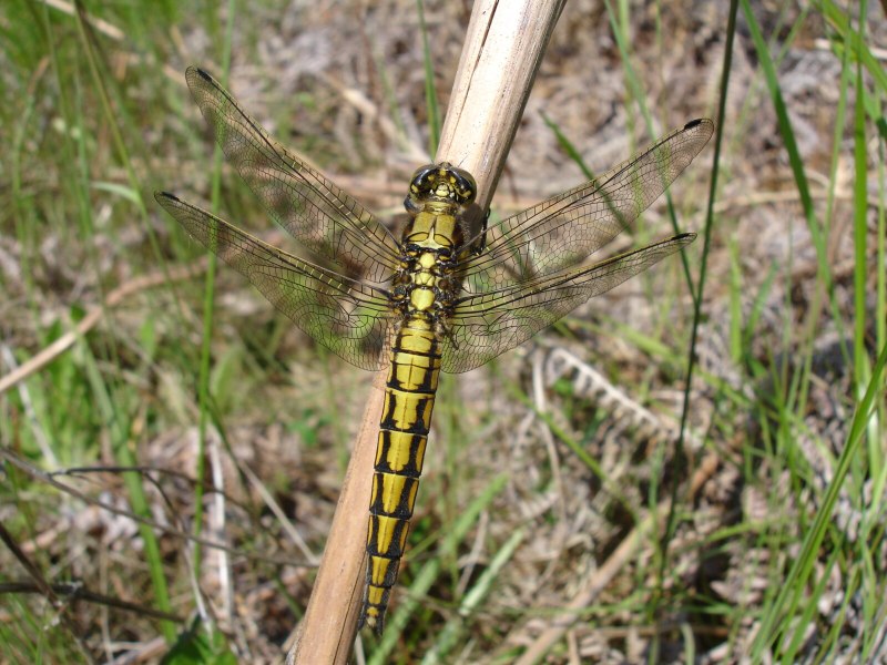 Стрекоза обыкновенная Sympetrum vulgatum