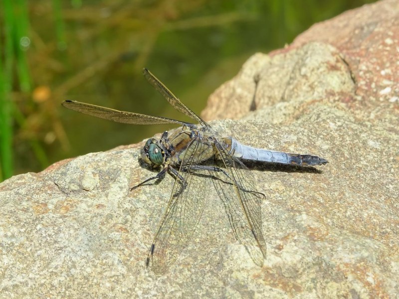 Стрекоза Прямобрюх Белохвостый
