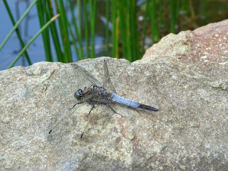 Бабка двупятнистая Стрекоза