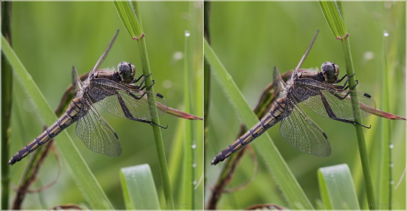 Превращение Стрекозы