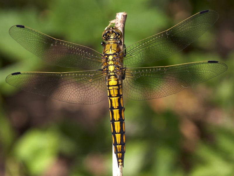 Orthetrum cancellatum