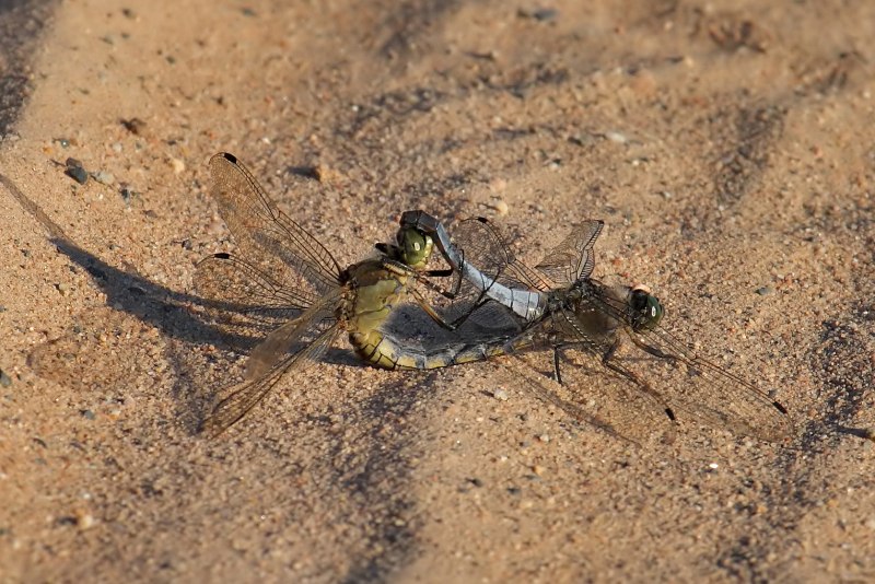 Большая голубая Стрекоза решетчатая