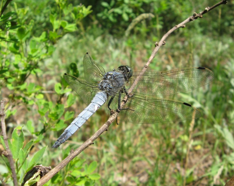 Стрекоза решётчатая Orthetrum cancellatum