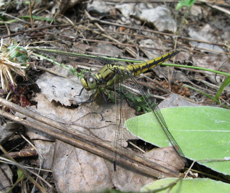 Личинка разнокрылой Стрекозы
