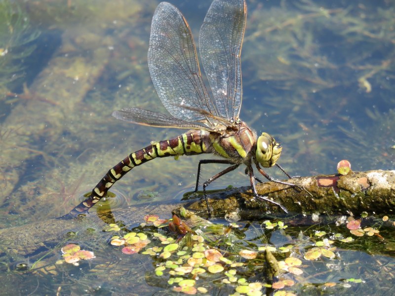 Прямобрюх Белохвостый – (Orthetrum albistylum)