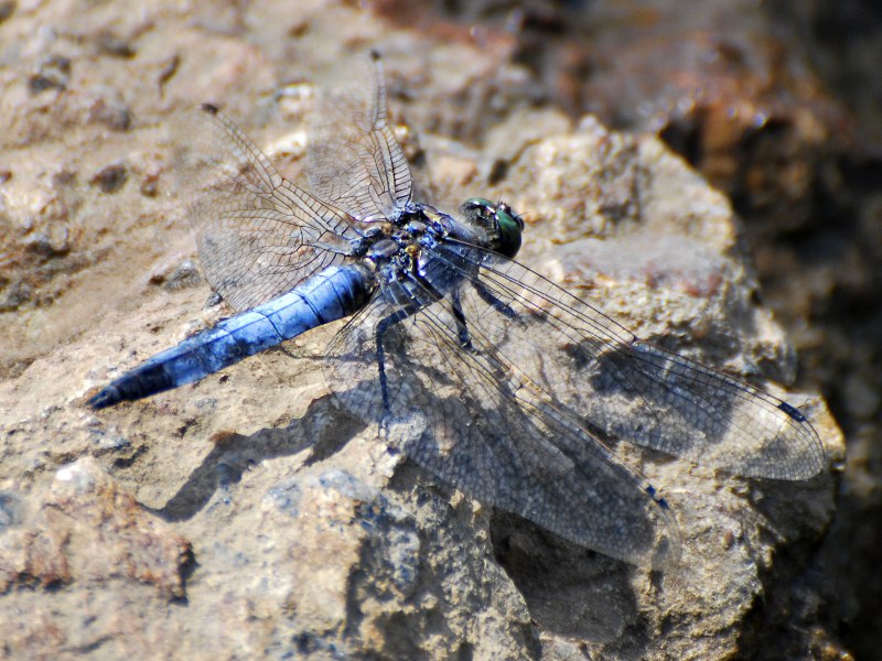 Orthetrum cancellatum личинка