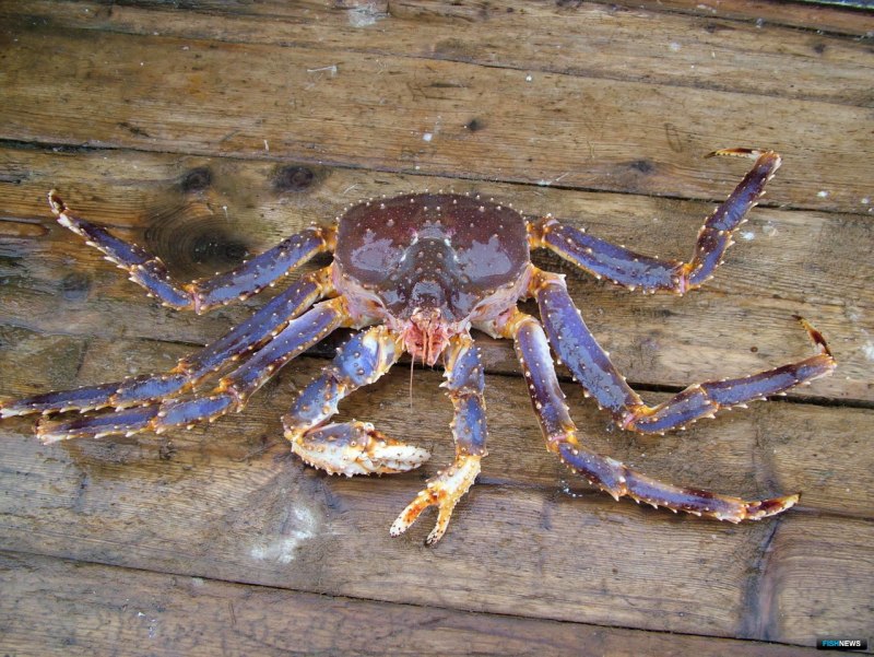 Голубой Камчатский краб