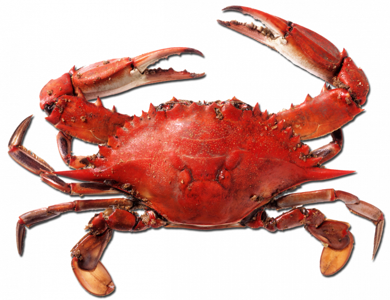 Краб Dungeness