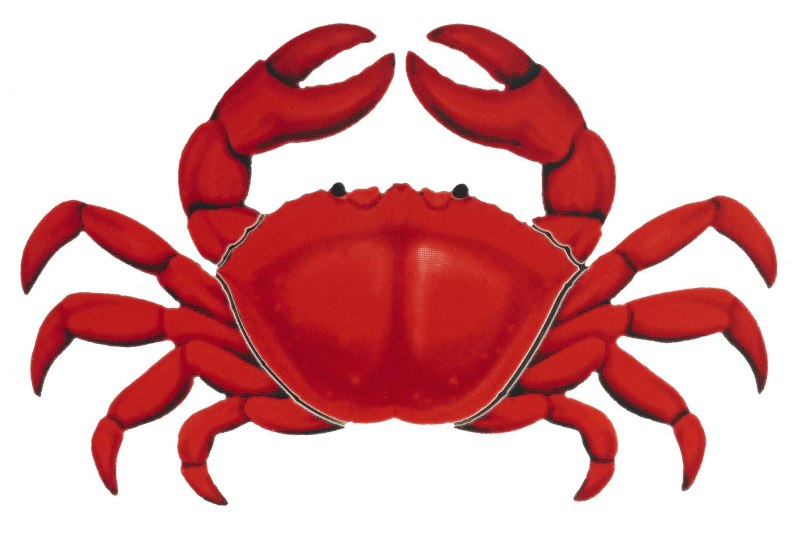 Краб вид сверху