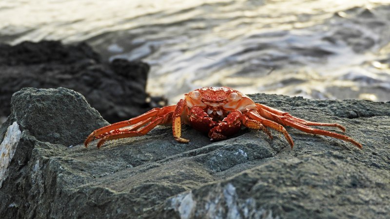 Крабы на берегу моря