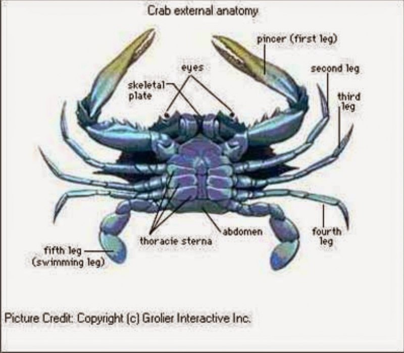 Краб строение тела внешнее