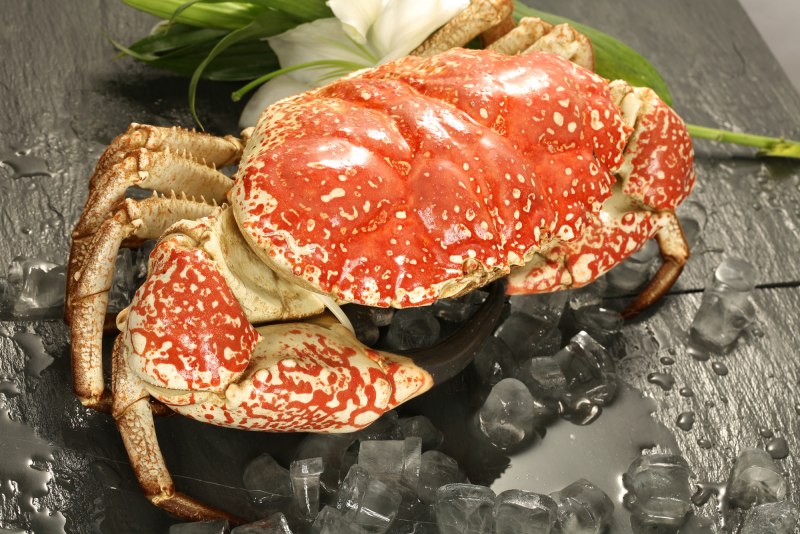 Императорский краб