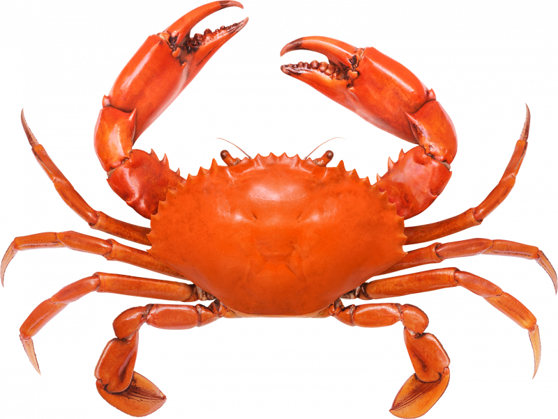 Краб на белом фоне