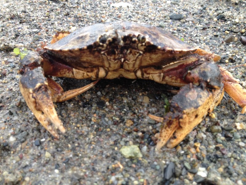 Краб 15 метров