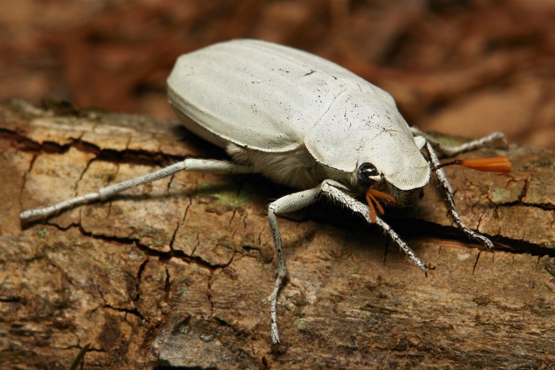 Жук бетоноед