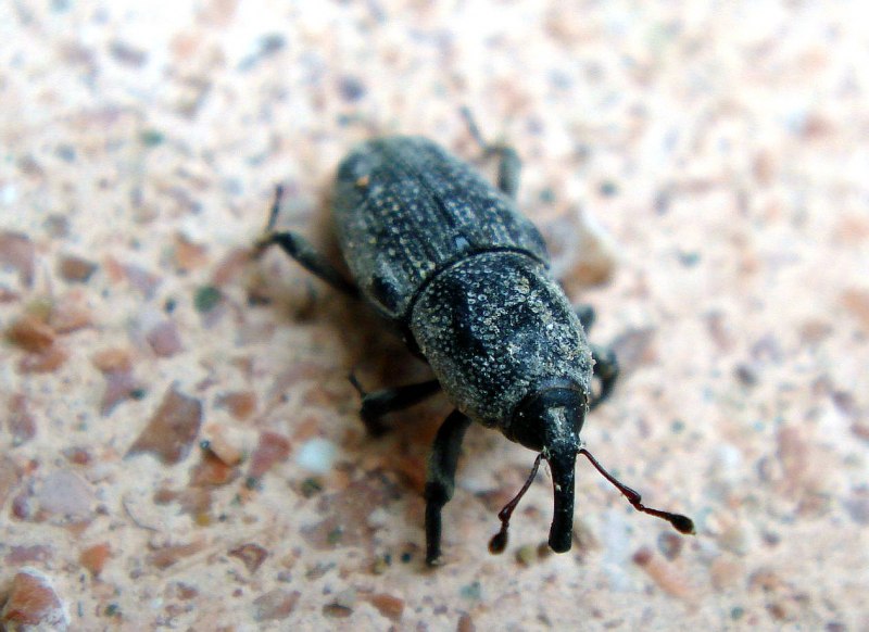 Жуки в Турции