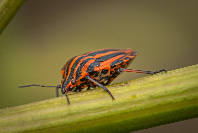 Жук полосатый красно-черный