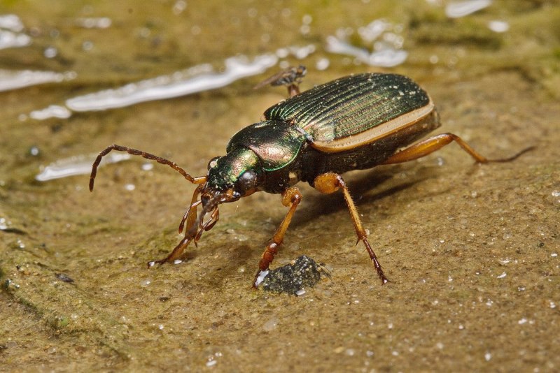 Жук Слизнеед окаймленный