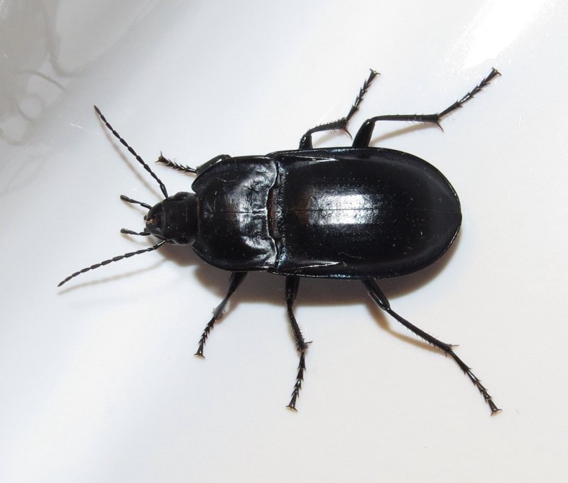 Черный Жук НАСЕКОМУС