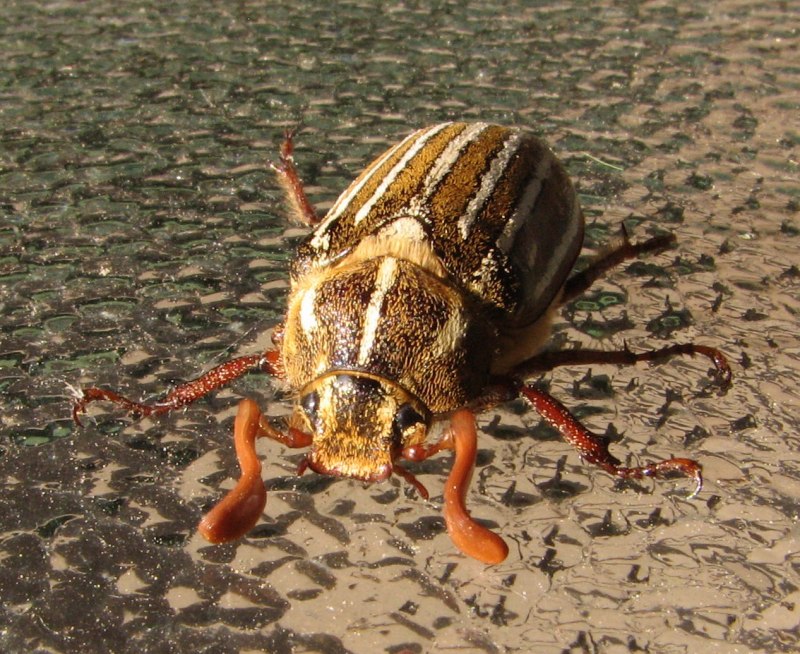 Майский Жук полосатый