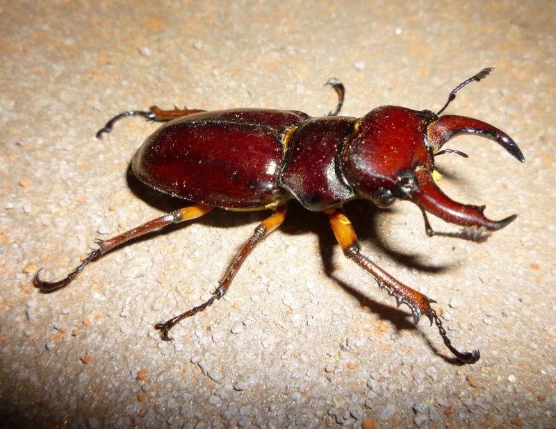 Pincher Beetle