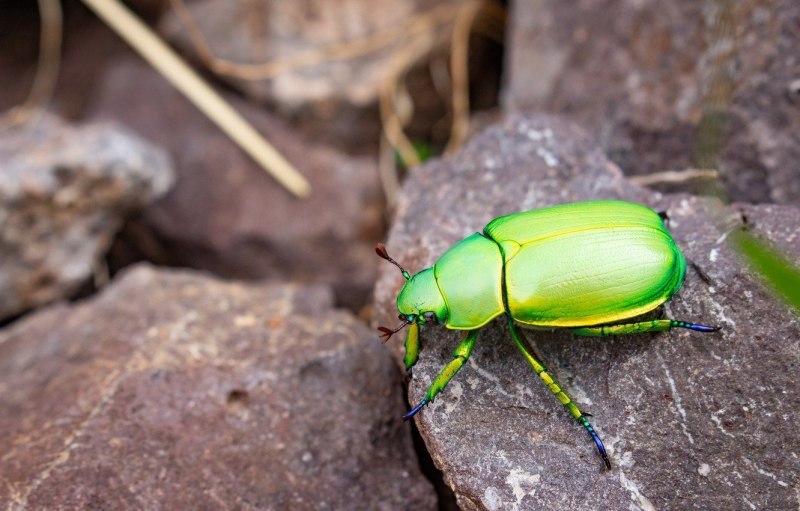 Жук наземник