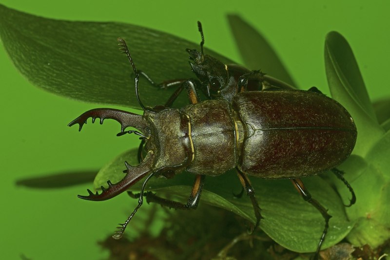 Рогач березовый Жук