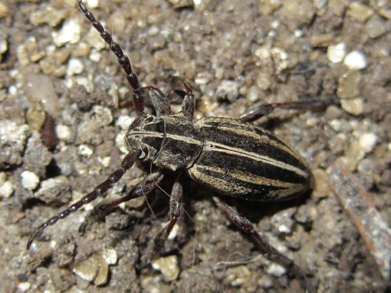 Жук Dorcadion elegans