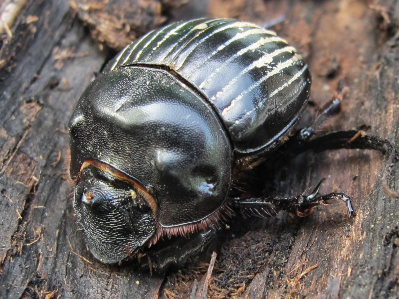 Священный Жук скарабей