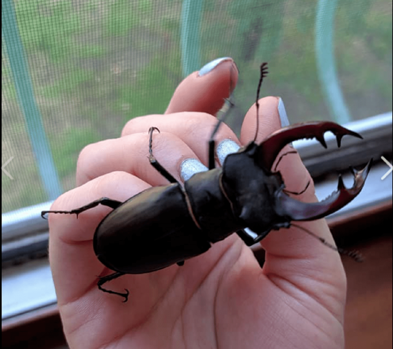 Жук дровосек Титан личинка