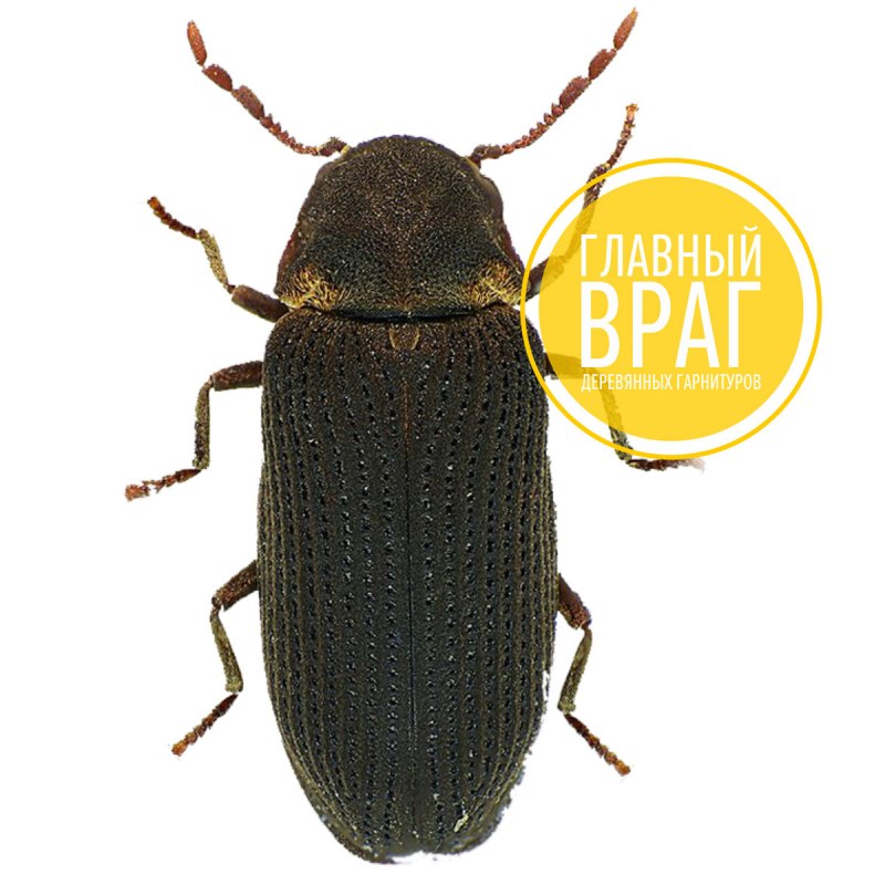 Жук древоточец — усач домовый