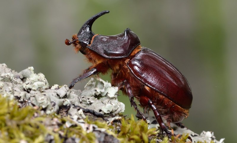 Жук носатик