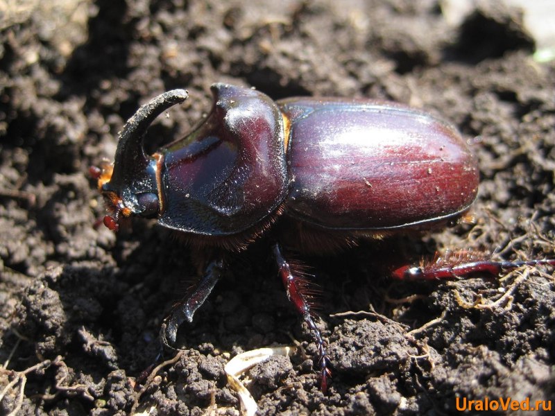 Жуки семейства пластинчатоусых отряда жесткокрылых
