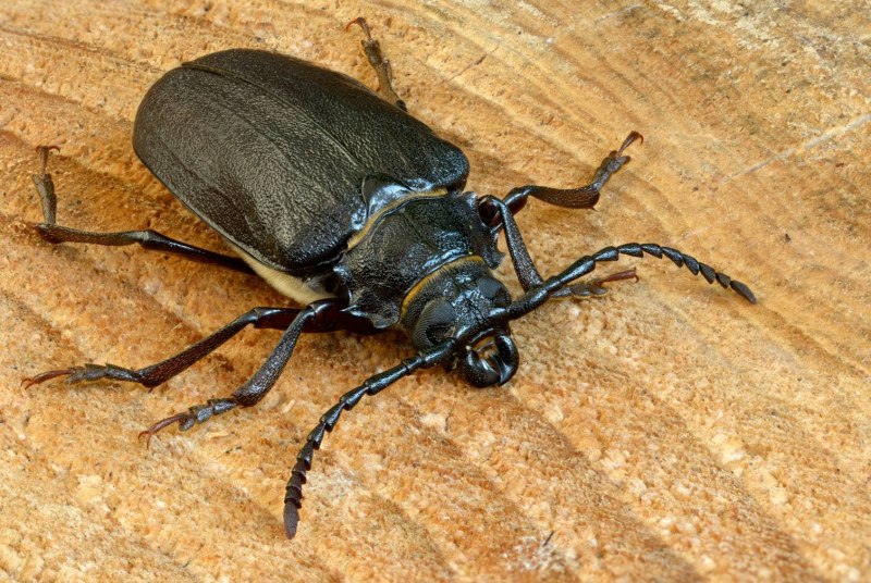 Усач-кожевенник (дровосек-Кожевник) Prionus coriarius