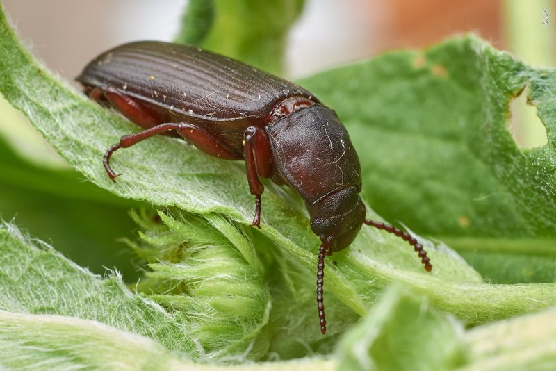 Жук мучной хрущак