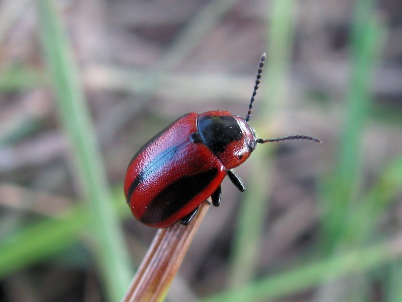Жук рапсовый Листоед